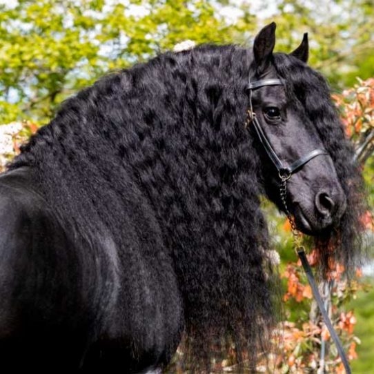 Friesian horse: everything about the breed