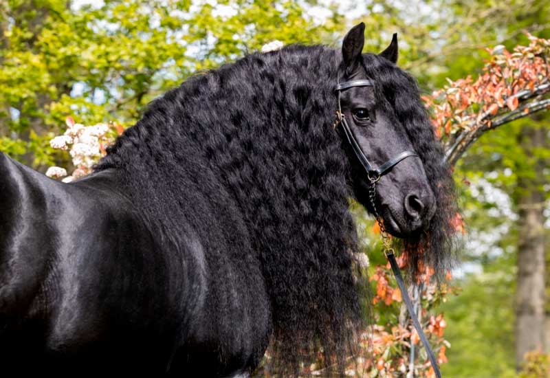 Friesian horse: everything about the breed