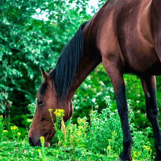 Why does my horse lose weight?