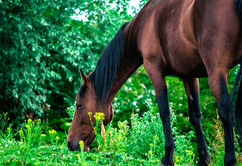 Why does my horse lose weight?