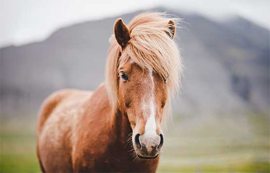 Horse in front of the mountain