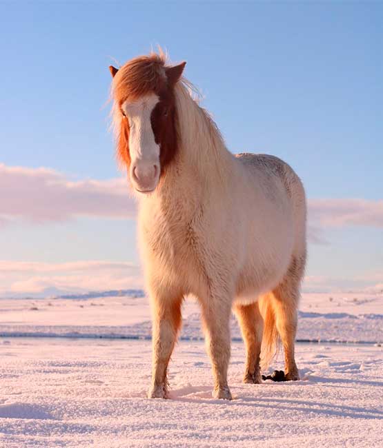 The horse stands on a snowy hill