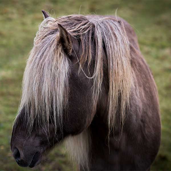Black Icelandic Horse