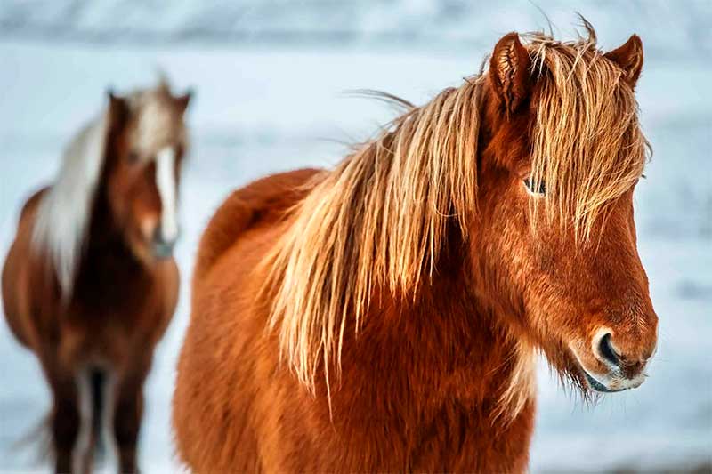 Two horses for a walk