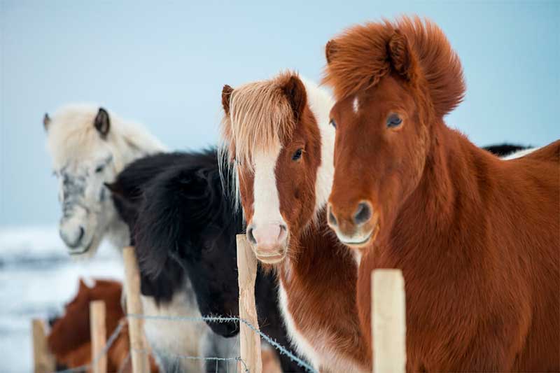 Several horses for a ride